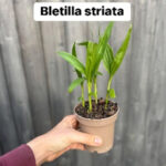 Bletilla striata
