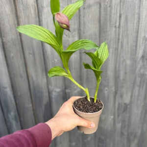 Cypripedium Ulla Silkens