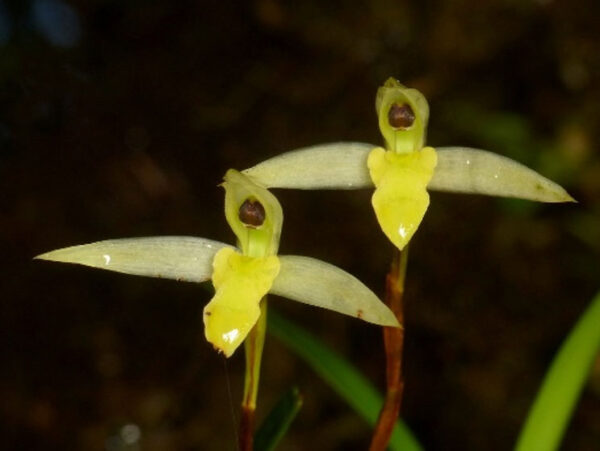 Maxillaria acuminata - Image 2