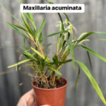 Maxillaria acuminata