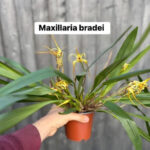 Maxillaria bradei