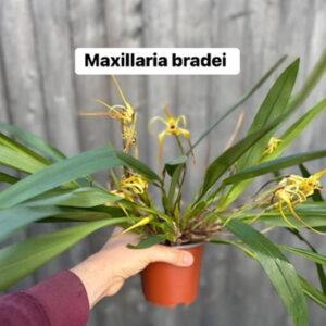 Maxillaria bradei