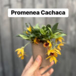Promenea Cachaca
