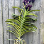 Vanda
