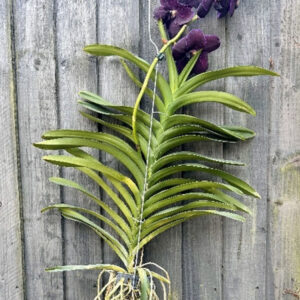 Vanda
