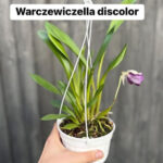 Warczewiczella discolor
